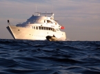 M/Y Blue Pearl 02184542_bluepearl0108 Liveaboards 02184542_bluepearl0108.jpg