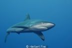 Malpelo Tauchsafari bis zu US$ 1482 reduziert Malpelo Tauchsafari bis zu US$ 1482 reduziert