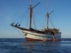 SMY Tambora 78394273_tamboraprofilak Liveaboards 78394273_tamboraprofilak.jpg