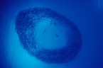 M/V Bilikiki 81783331_swirling_barracuda Liveaboards 81783331_swirling_barracuda.jpg